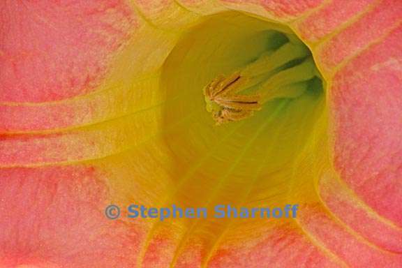 brugmansia sanguinea graphic